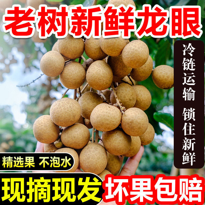 诏安新鲜石硖龙眼当季现摘爆甜多汁水果3斤装