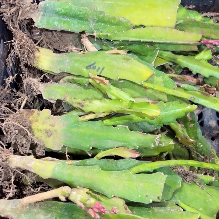 当前无花栽培后可以开花8苗6色