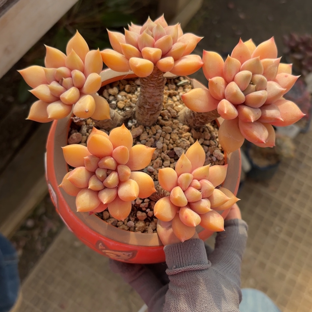 失***海红象牙多肉8888888888