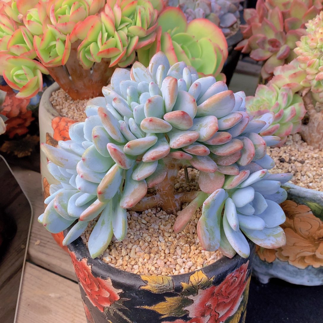 精品多肉植物花卉盆栽