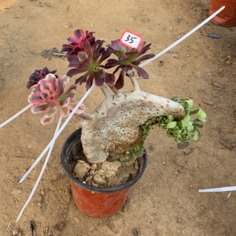 原始绿缀嫁接一物一拍