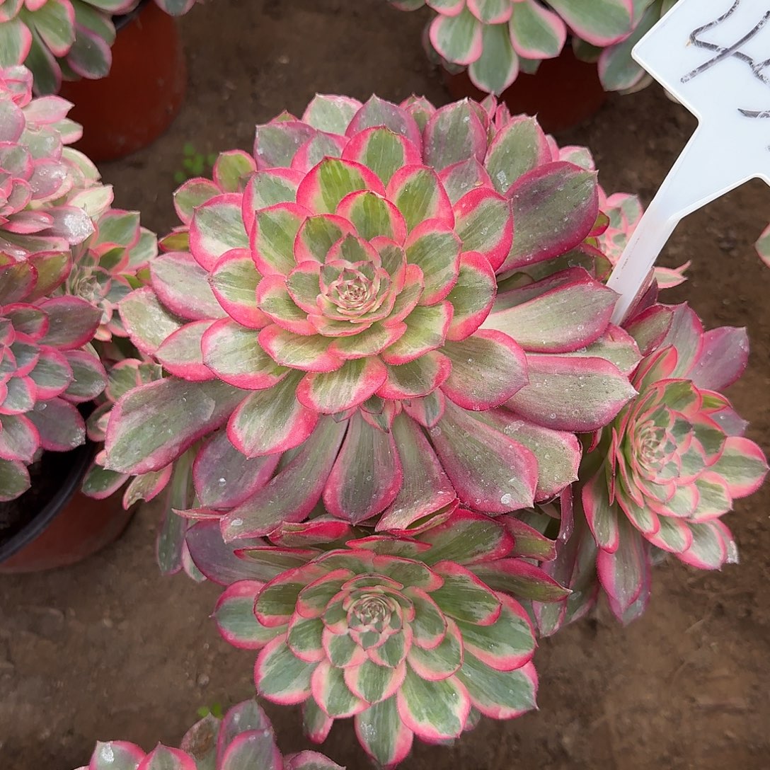 4516云荷多肉法师多肉