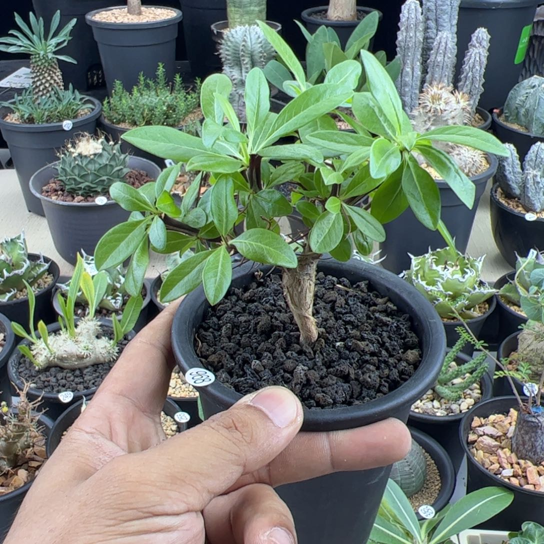 簇生福桂花一物一拍