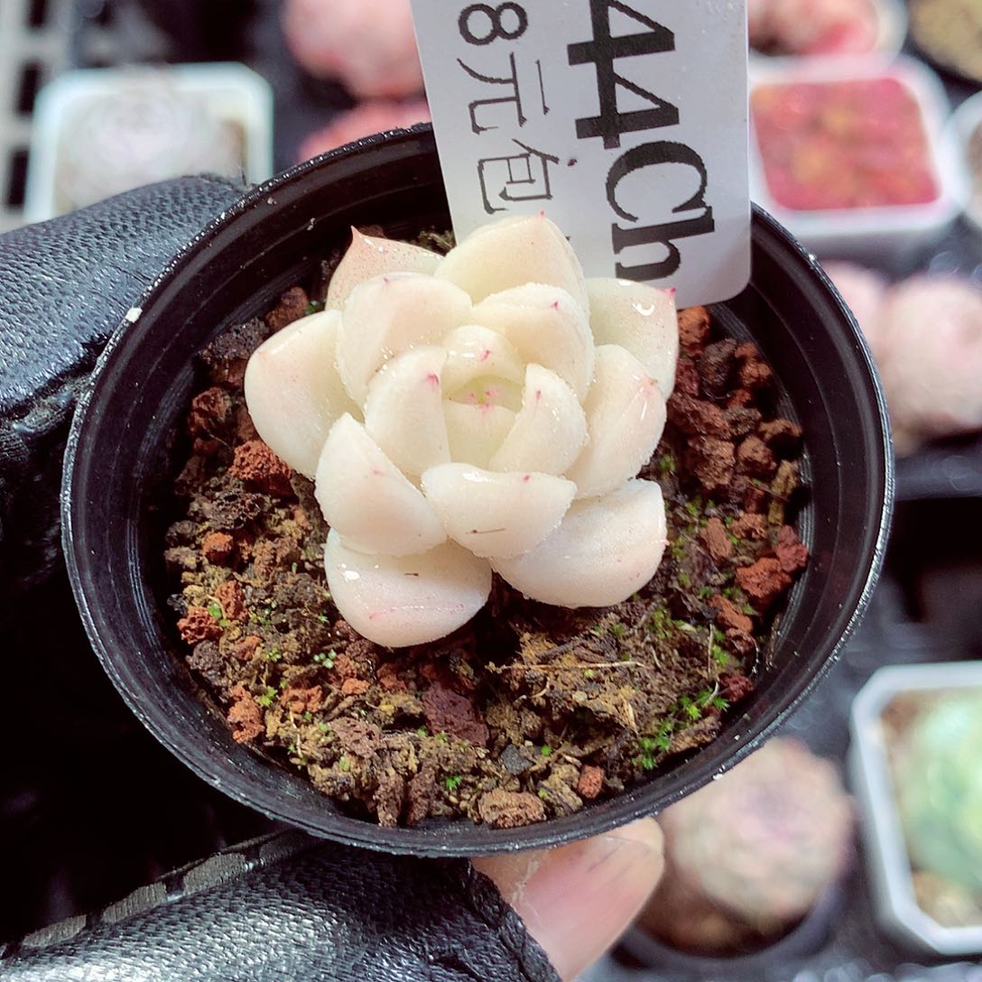 5厘米盆精控多肉344