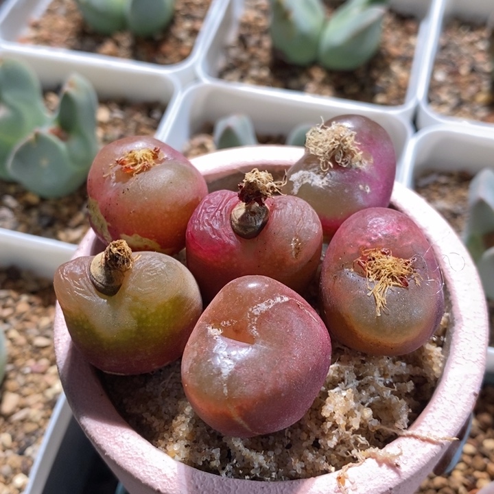 12266有伤一个一个 无售后