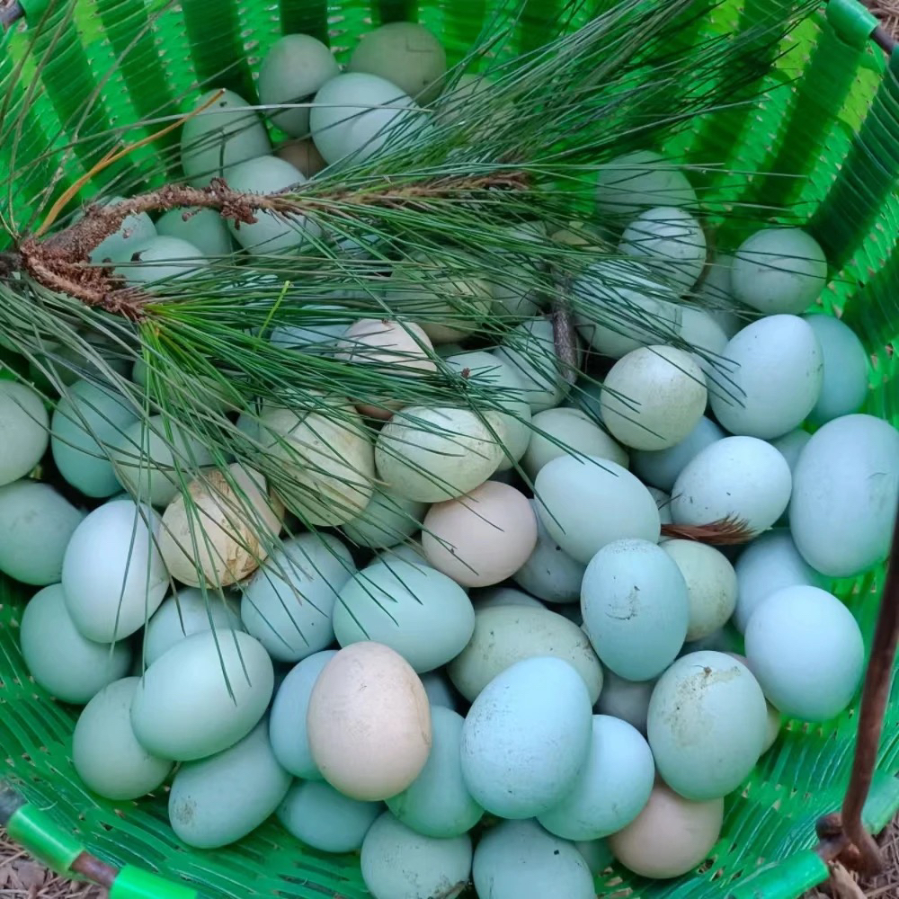 湖北红安农家山林散养土鸡蛋现捡现发农产品新鲜营养孕妇儿童营养