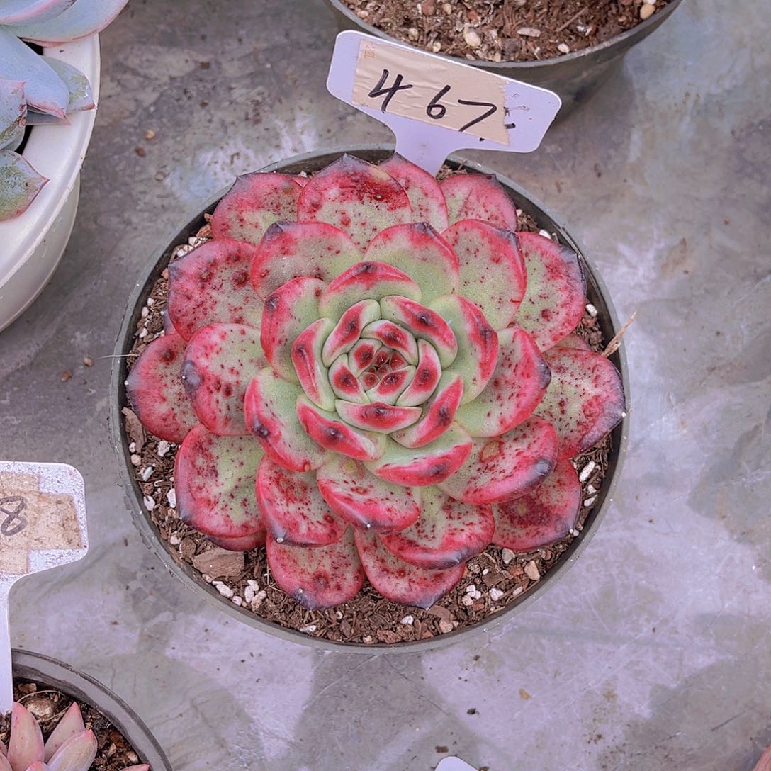 娜***吖00000000000000015