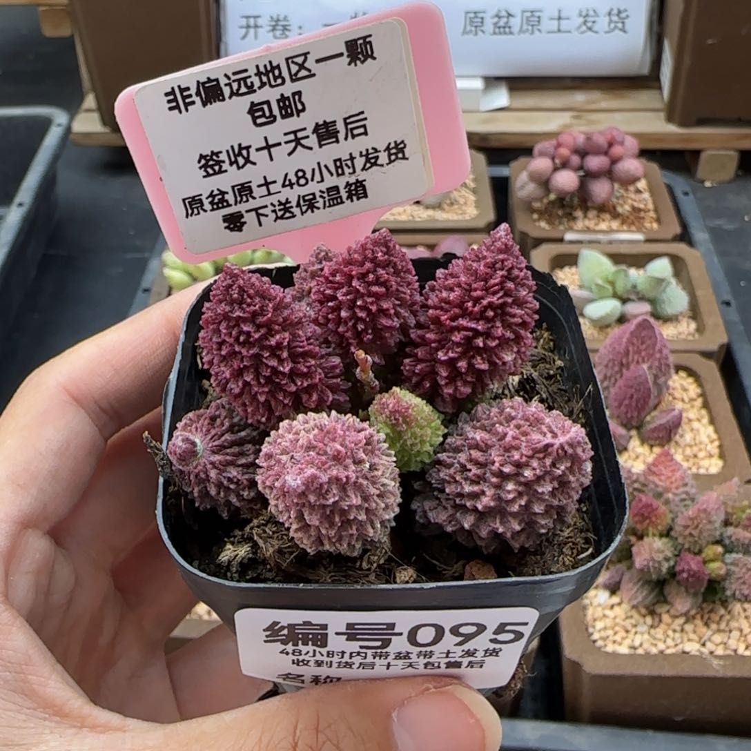 095朱紫玉多肉植物