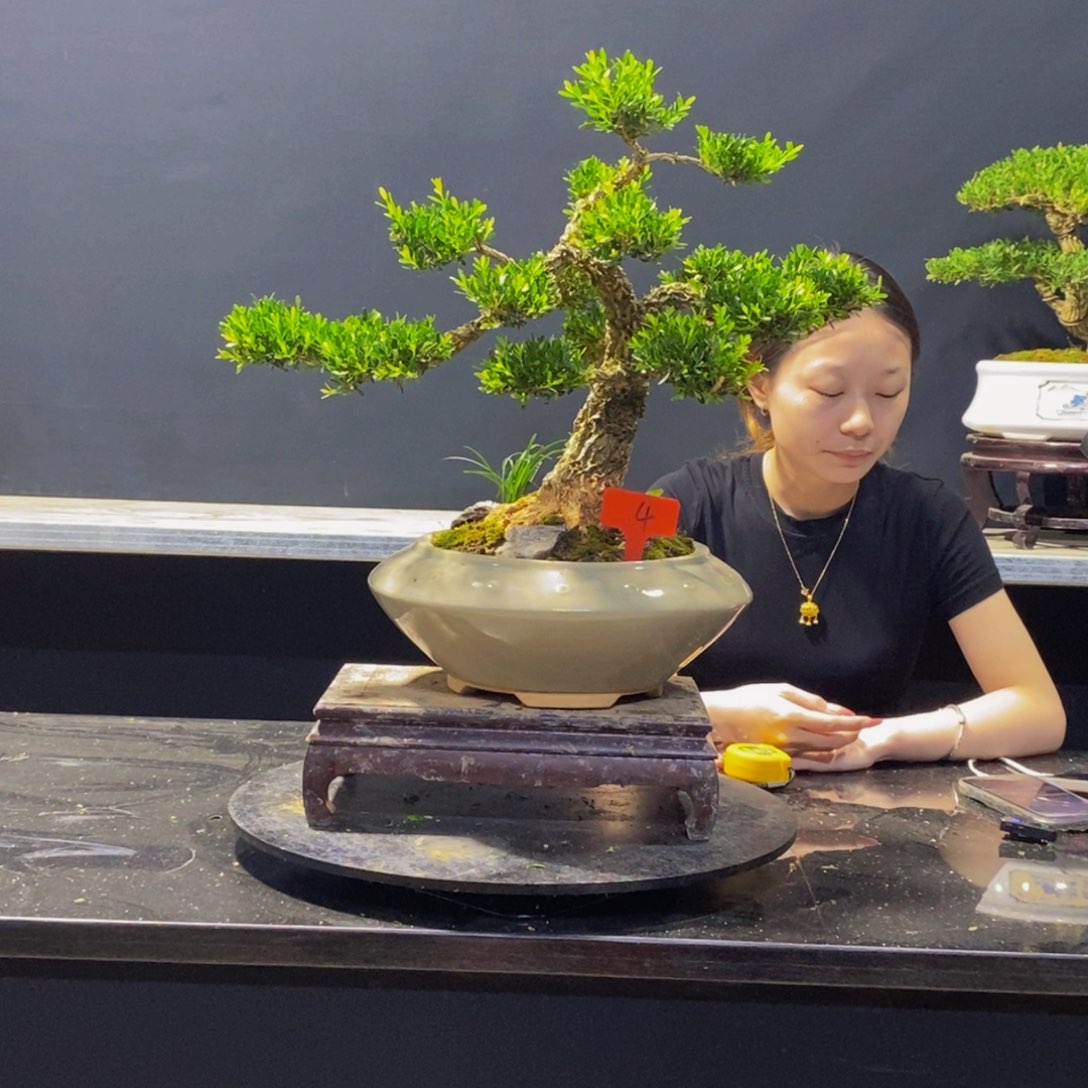 绿植黄杨盆景雀舌软枝