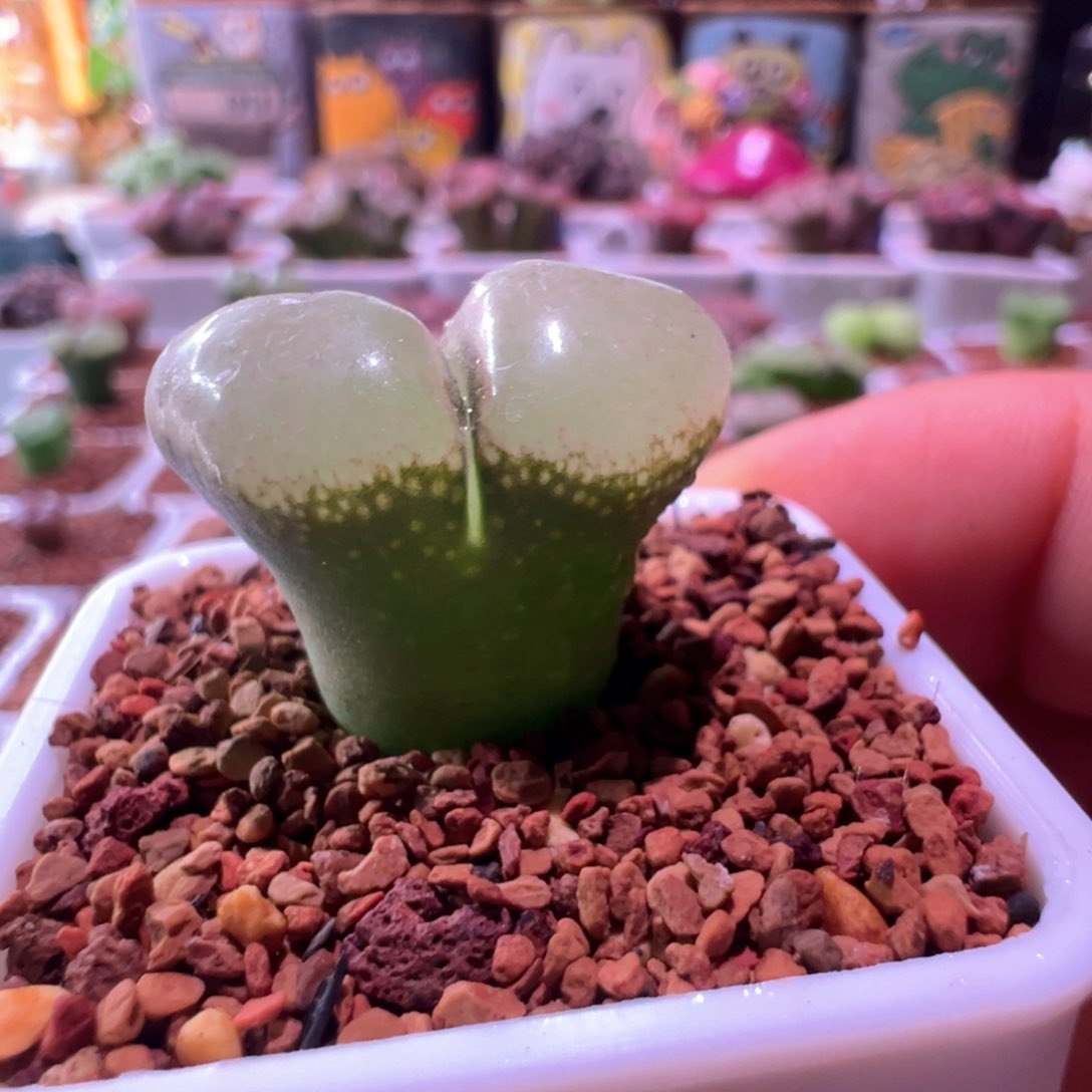 0529，蝴蝶窗粉女，特优，2.2公分