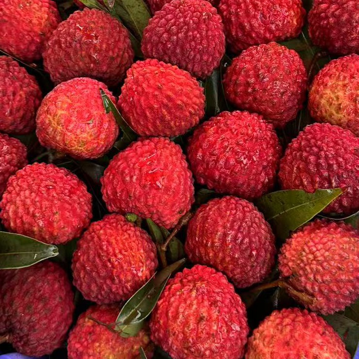 荔枝王（500g）1份装荔枝同城送吉林省