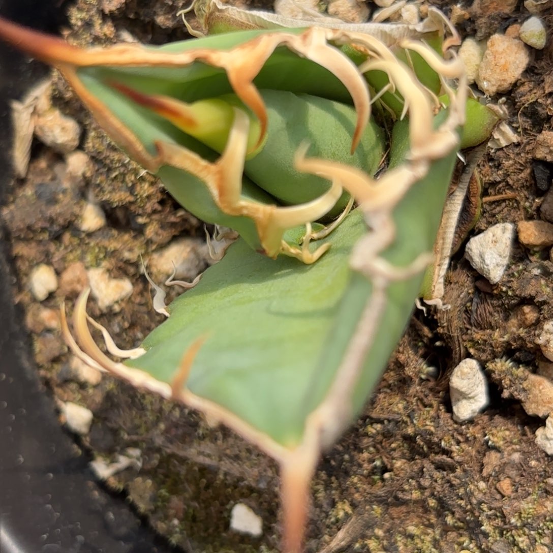 龙舌兰仁王冠子博2