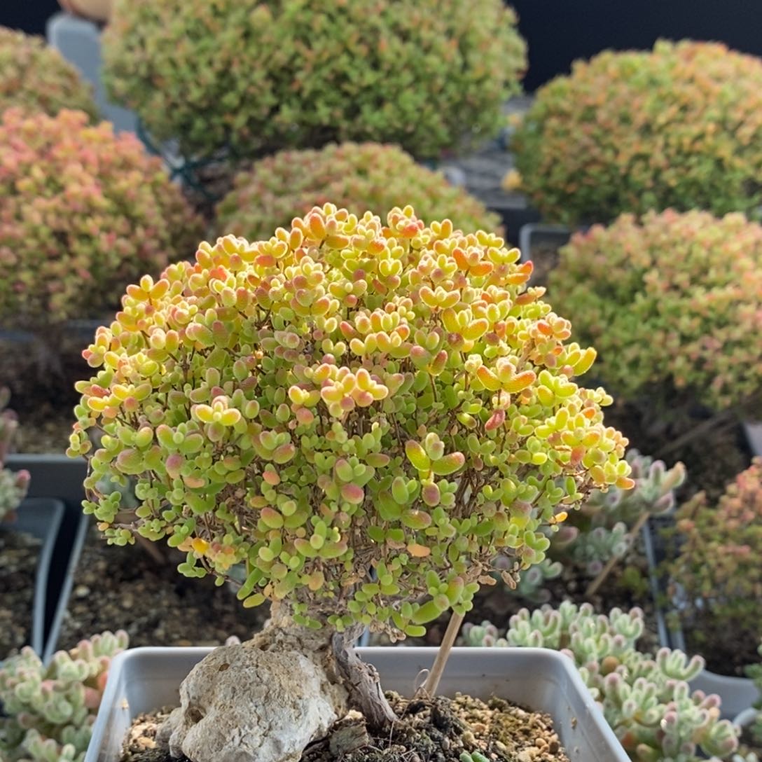 蜜橘糖球2608（特价）