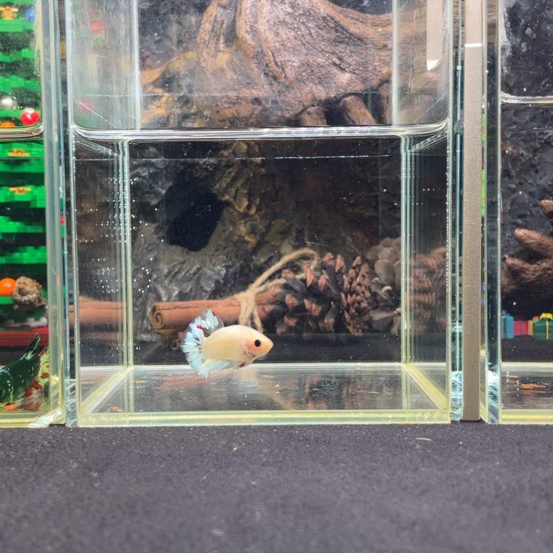 斗鱼十二月十七日竞价