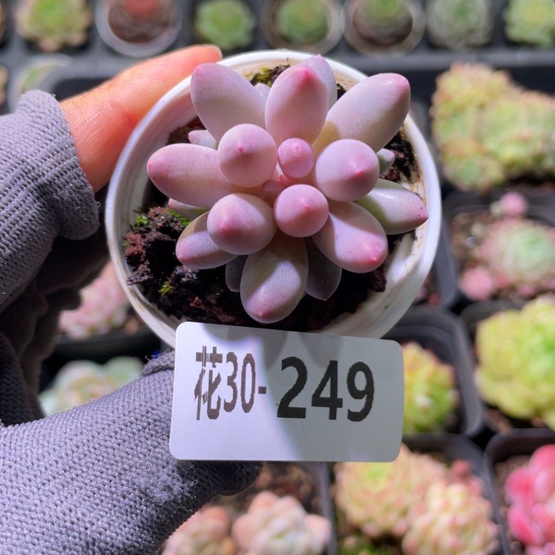 花利美30-249婴儿手指