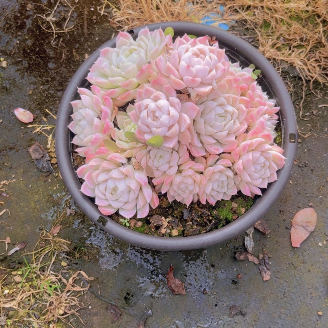 用***3白月影不包整28126