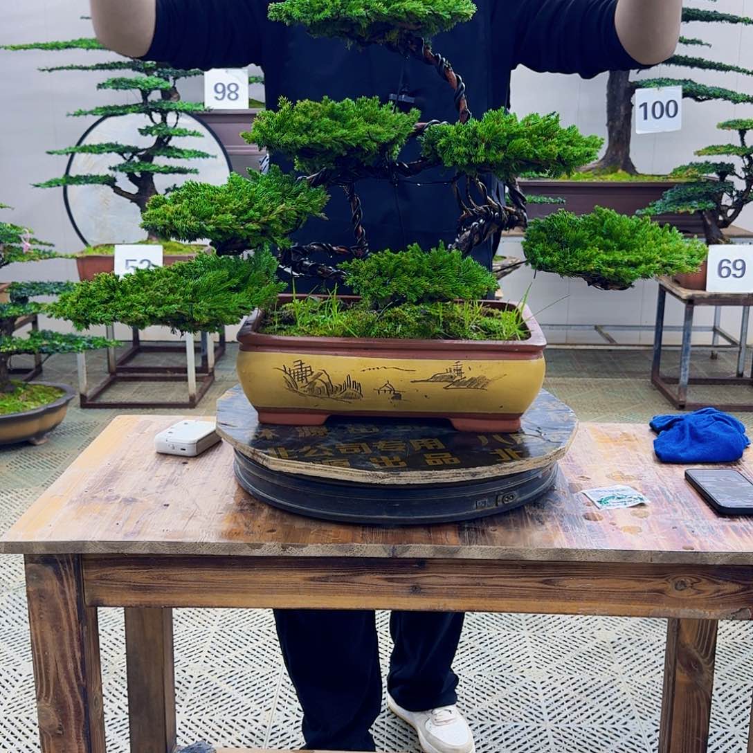 无花朵柏树造型盆景