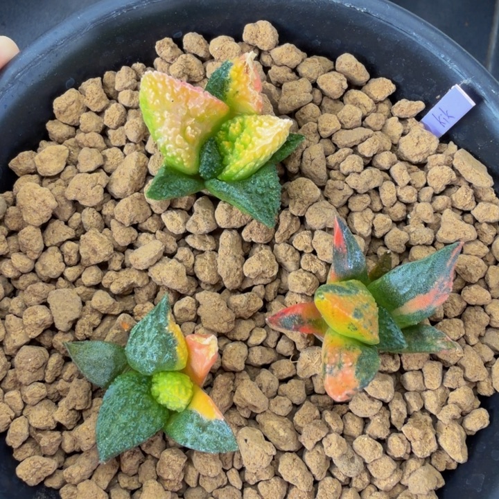 3颗超级哥斯拉打包价