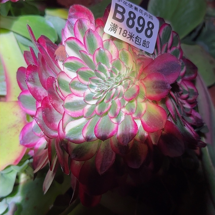 多肉法师荔枝缀化