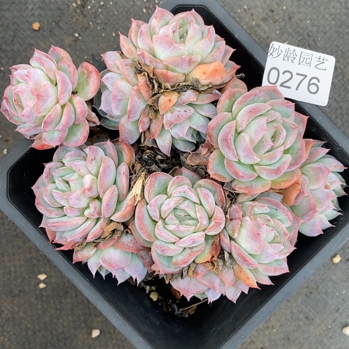 276杂交老桩基地～14厘米