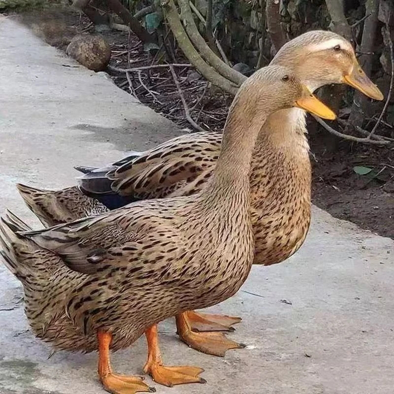 金定鸭宠物鸭土麻鸭高产绿壳蛋鸭包邮