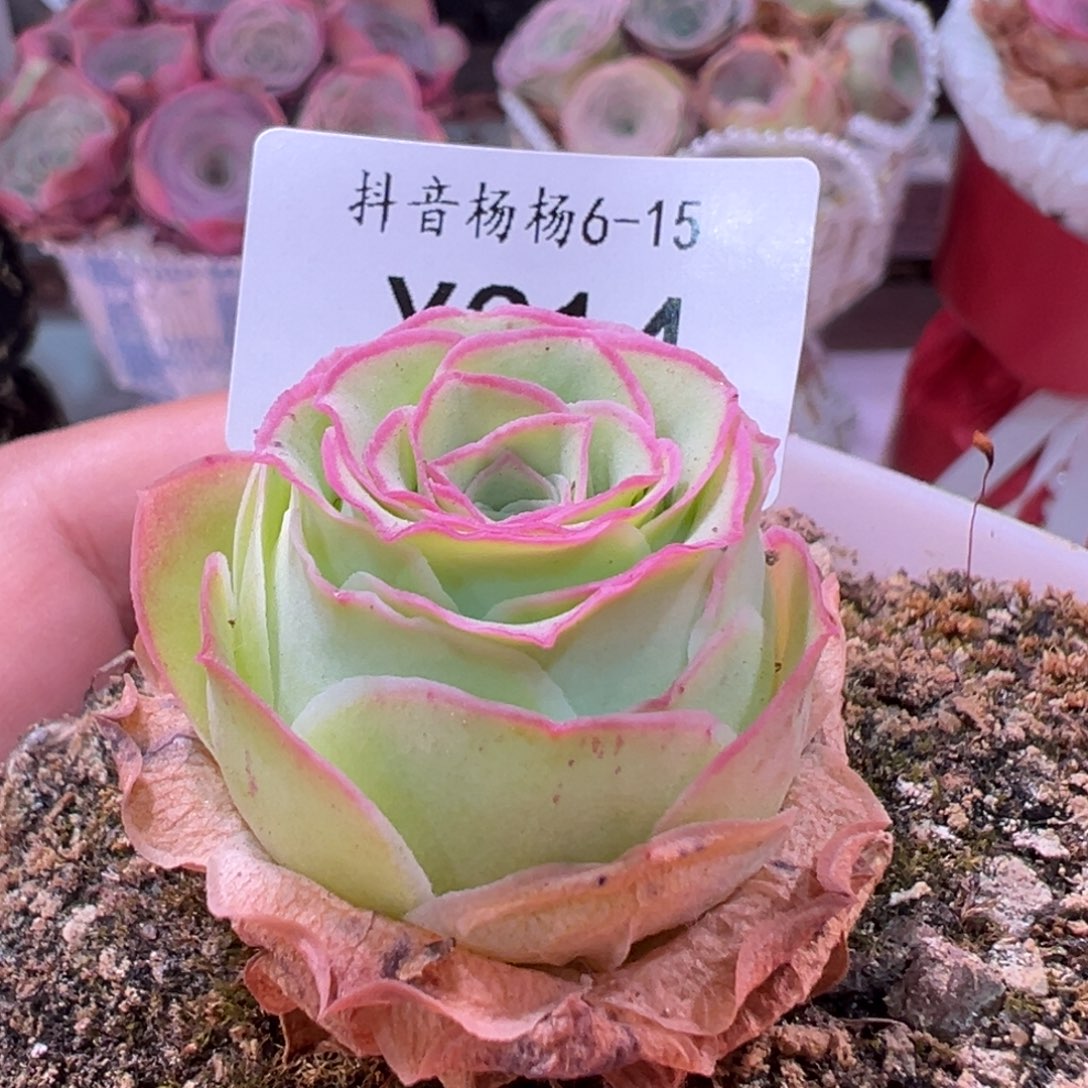 琉***璃杨314 山地玫瑰福袋