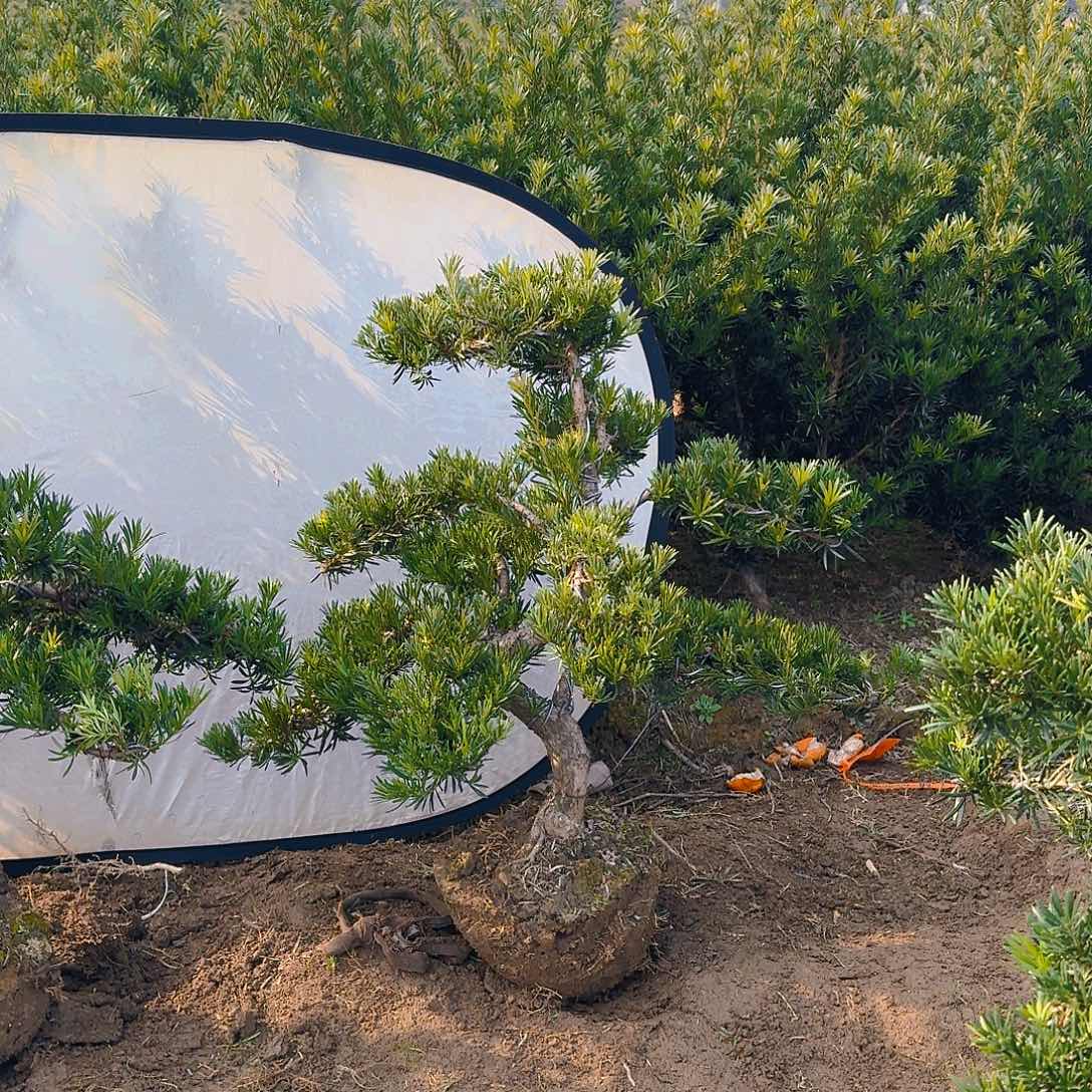 罗汉松盆景艺术一**光