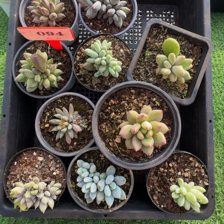 094多肉植物一物一拍