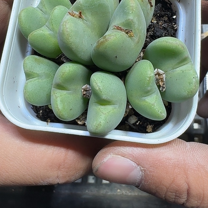 313 多肉植物多肉植物