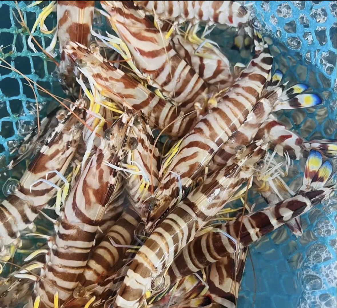  纯天然 锁鲜花虾（九节虾） 马宫港深海捕捞 流水解冻