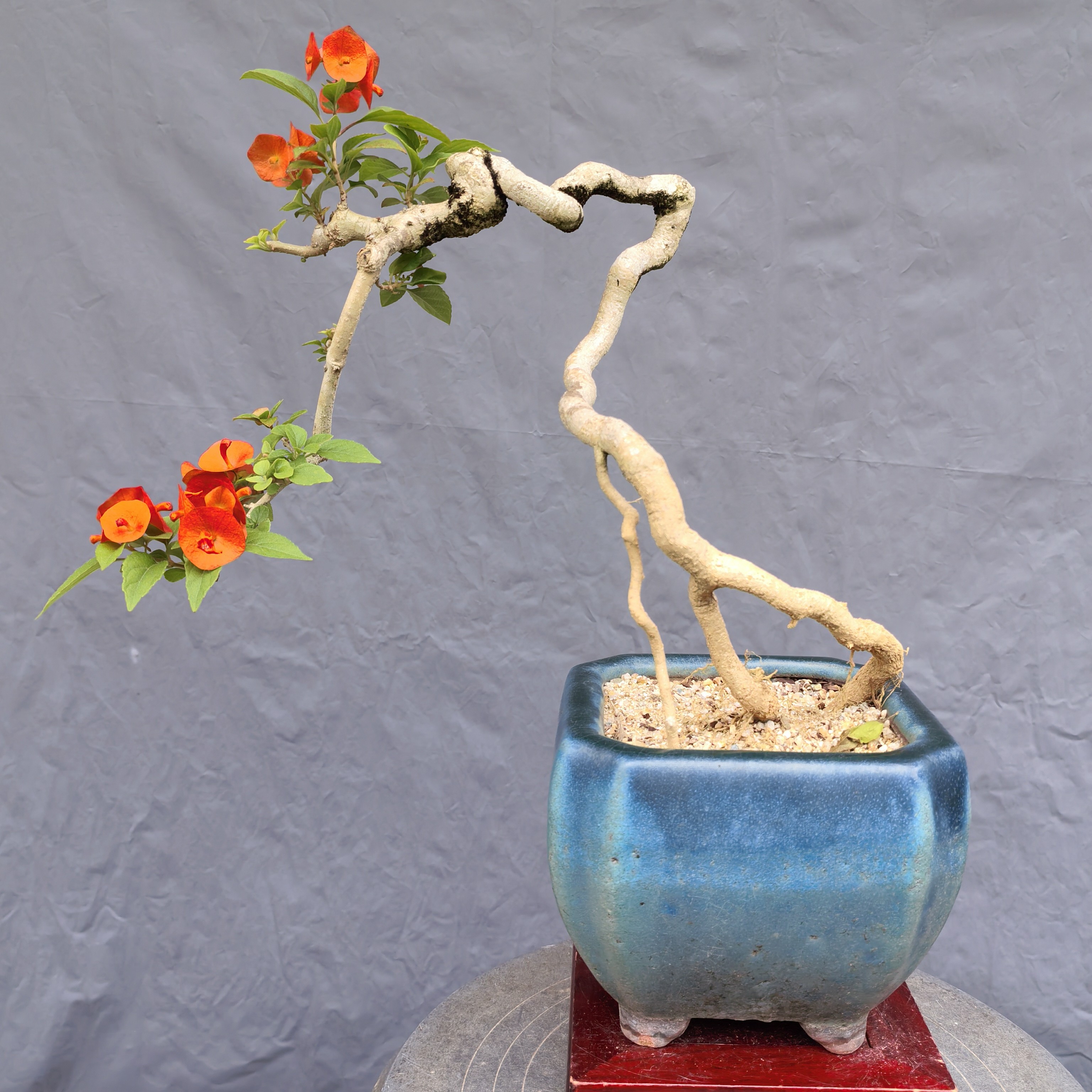 高提根冬红花盆景 提根盆景 红帽子花 开花盆景