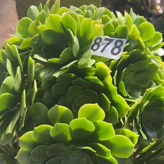 ?****果多肉植物一个