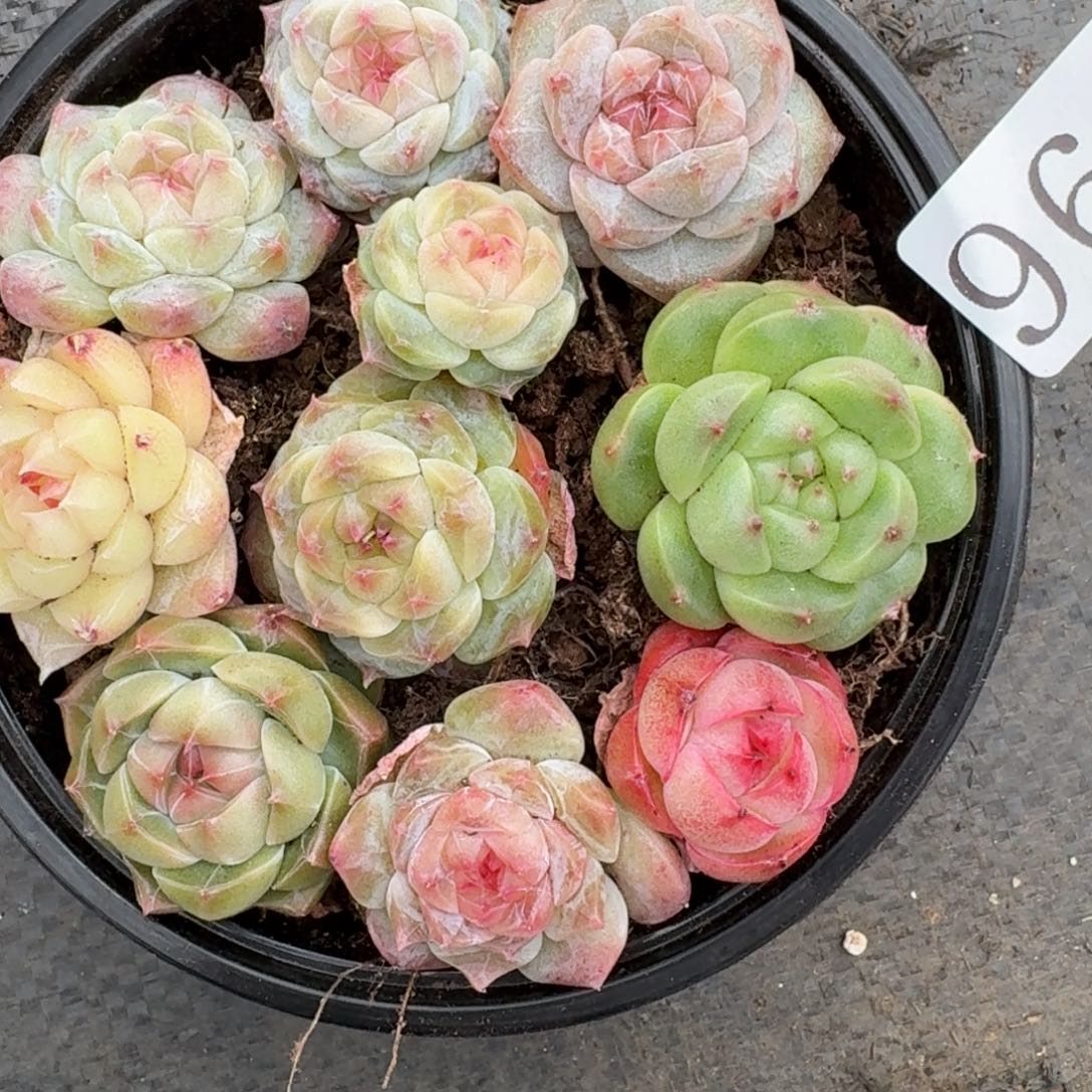 多肉植物多肉植物96