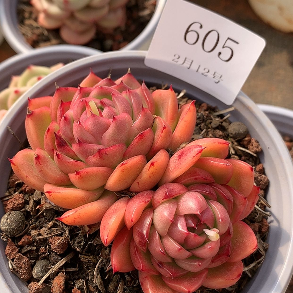 【闪购商品】云605