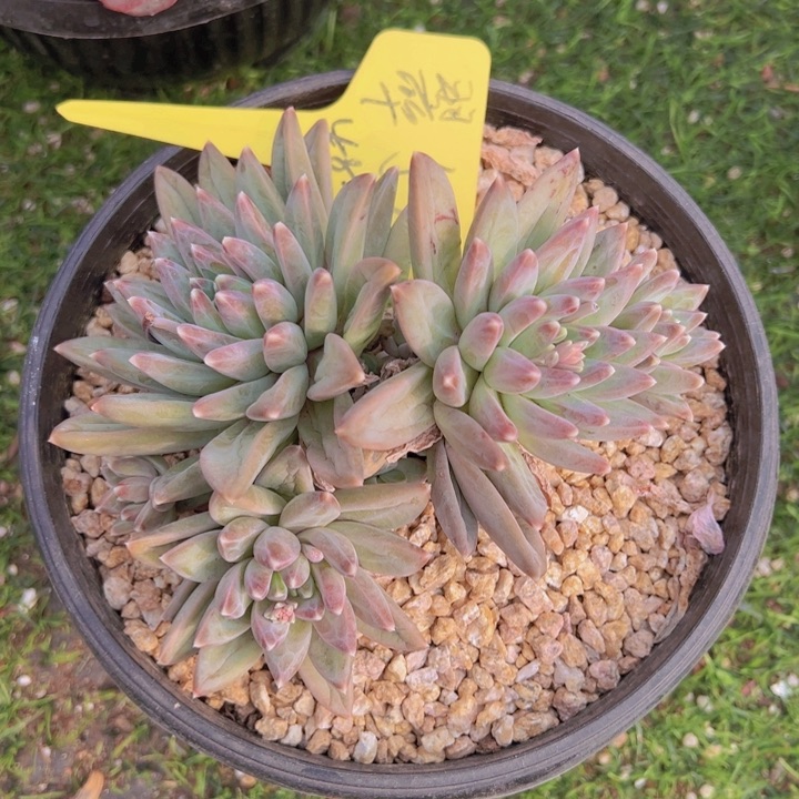 健健康康平平安安