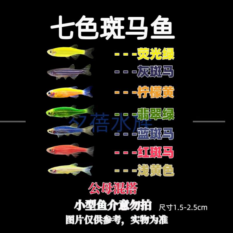 【七色斑马鱼】小型热带淡水观赏鱼适合新手好养易活