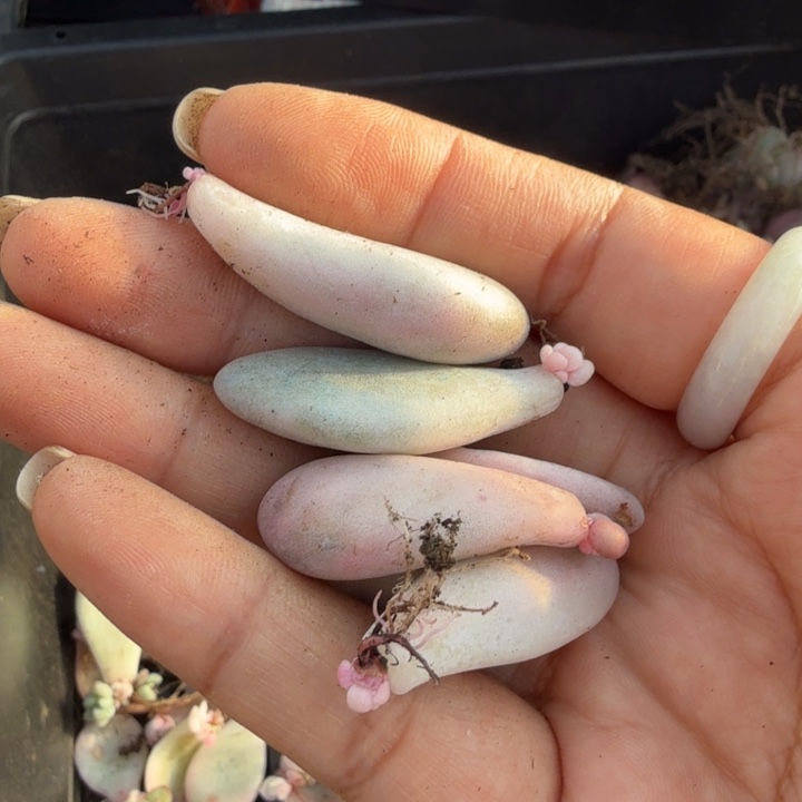 心***a美人锦椅子一组的锦