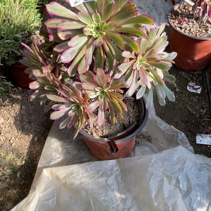 178号粉黛多肉植物