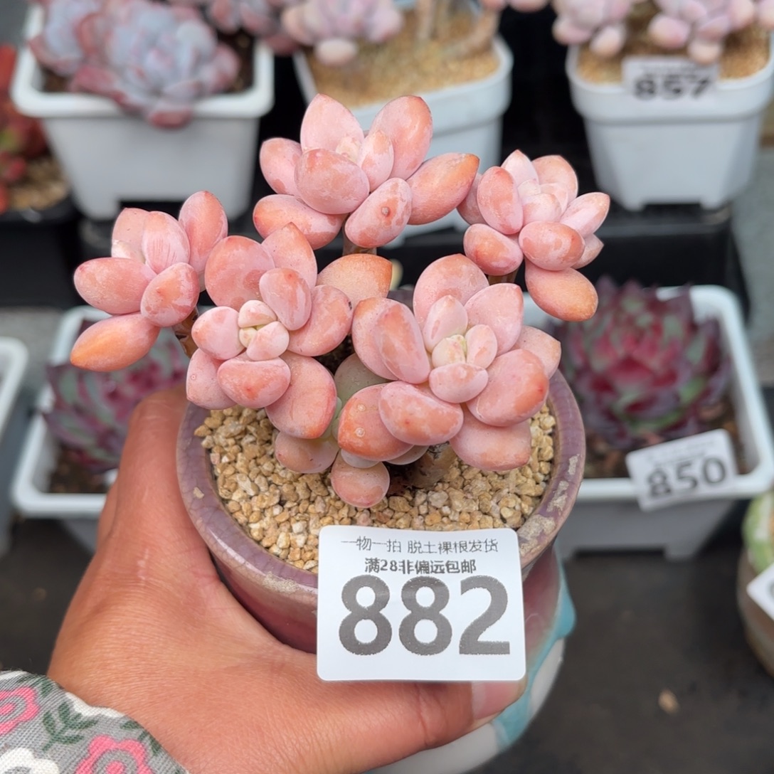 樱花洛神无盆土发货