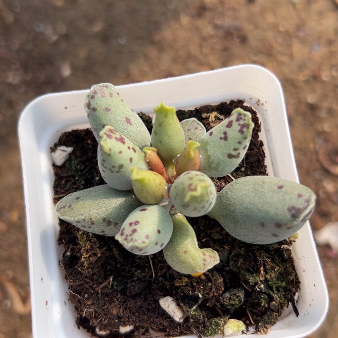 多肉植物海豹多肉植物