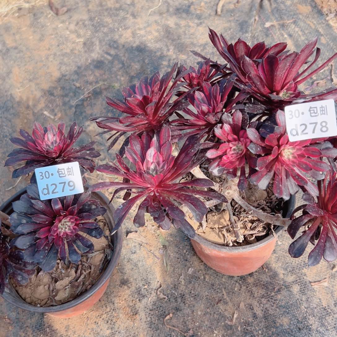 花2颗多肉法师处理