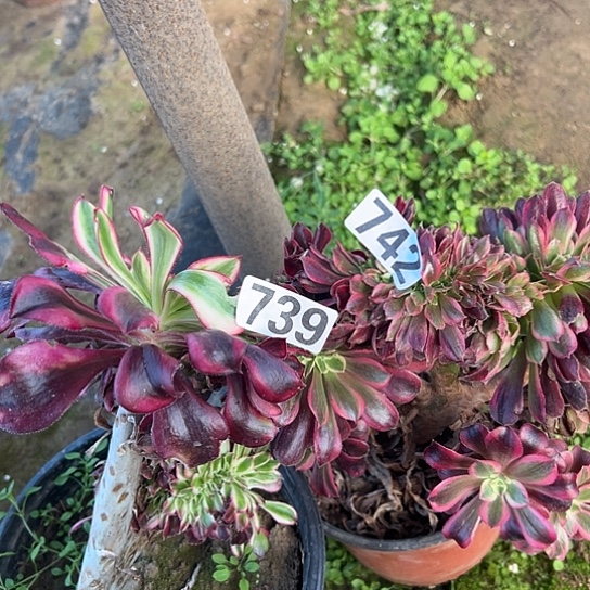 秀***哥多肉植物两个微瑕742.739