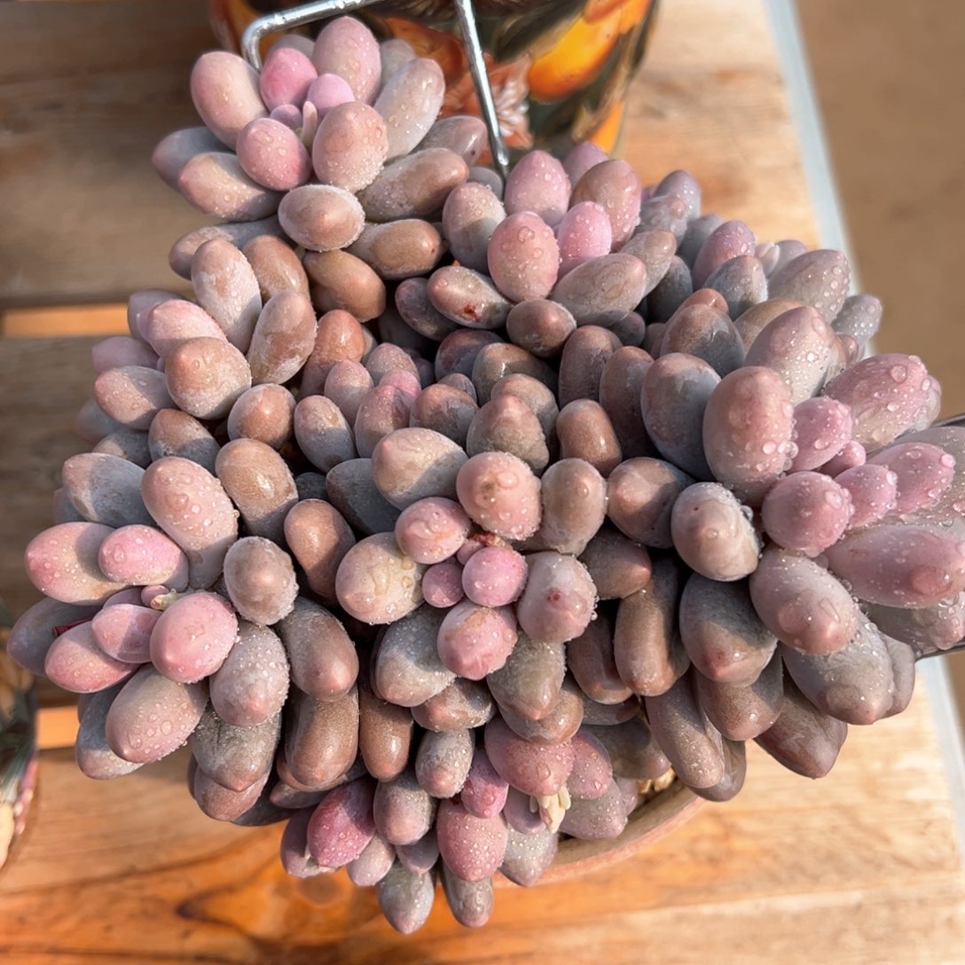 粉色恋人多肉植物