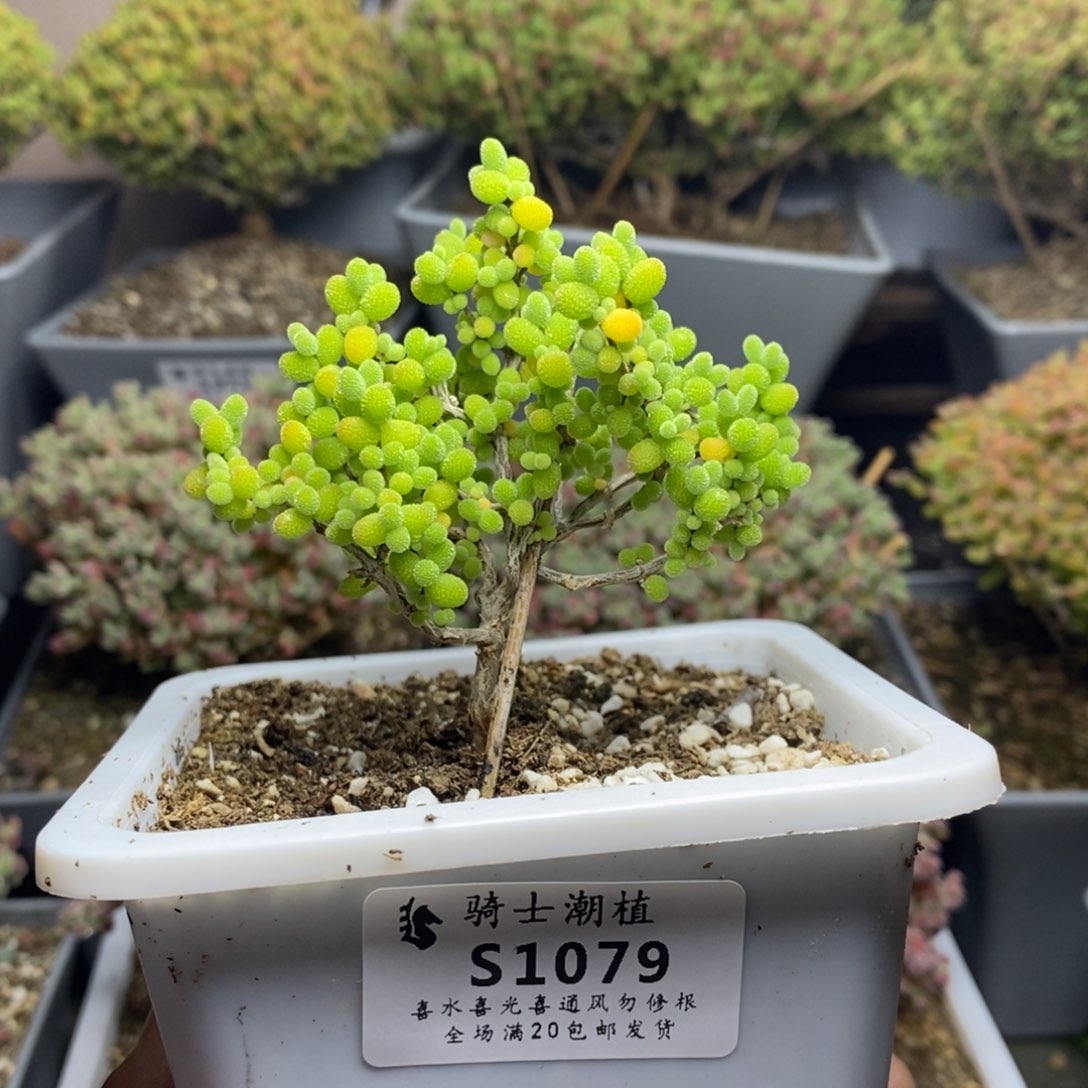 1079金桔糖球枝干