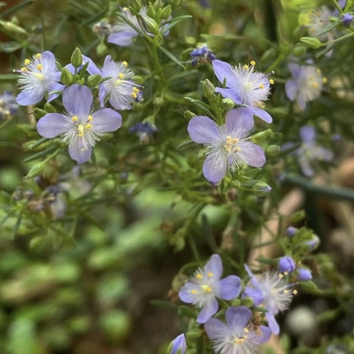 蓝色 哈密瓜地肤 芳香草本植物 有香味 庭院阳台多年生耐热耐寒