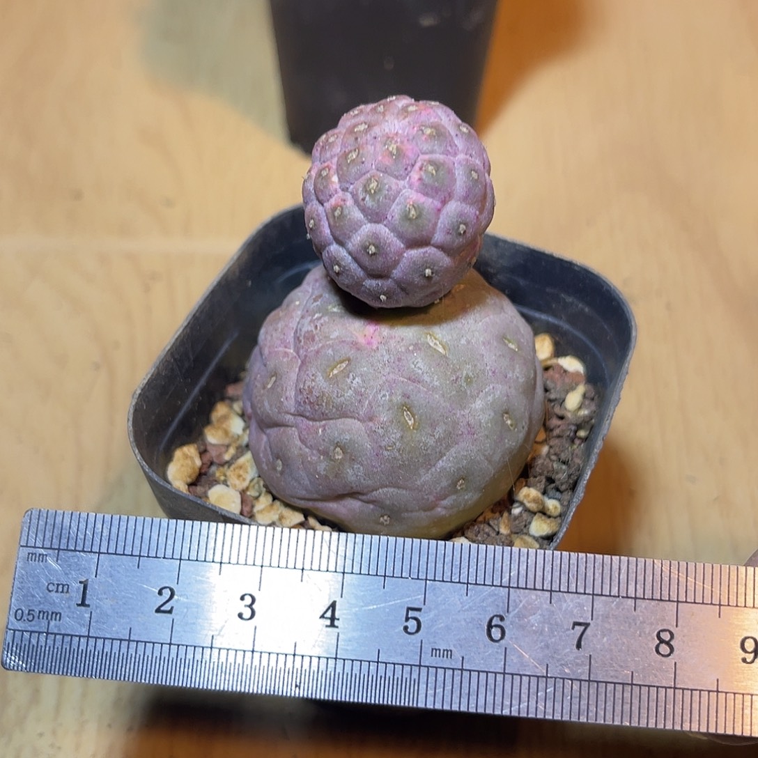 无刺习志野锦一物一拍