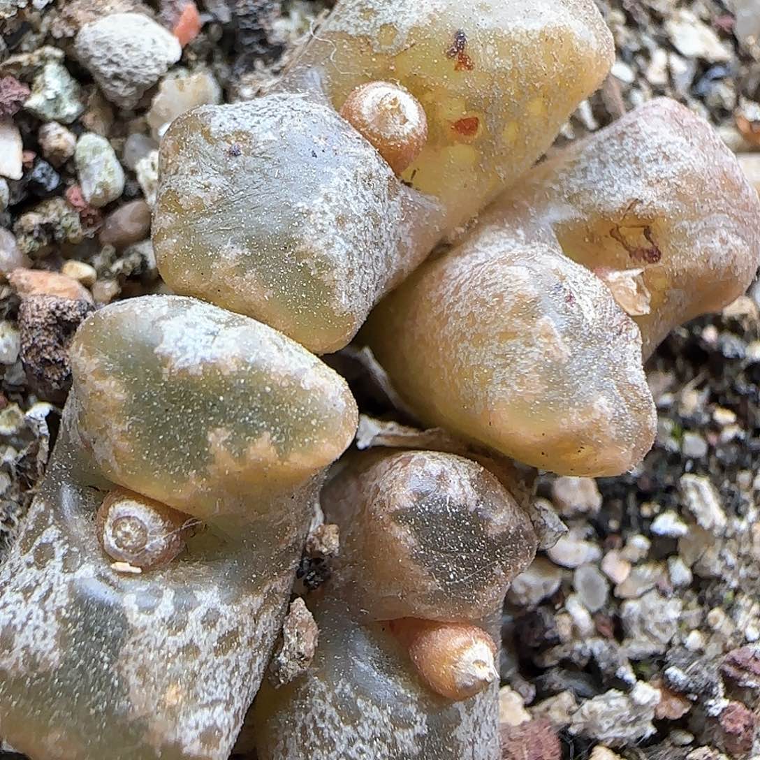 脱土年后发货24516