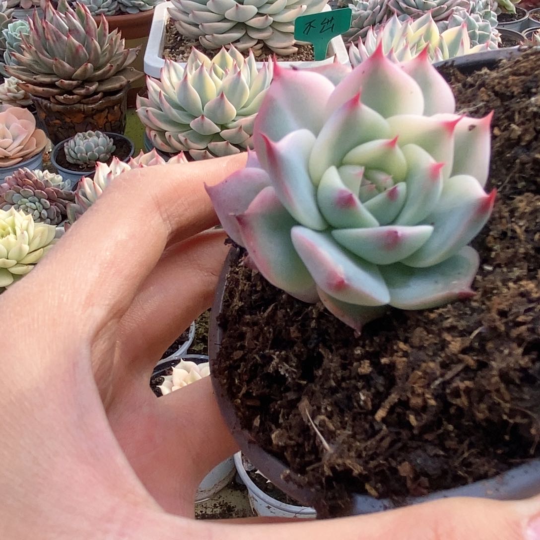 094锦锦锦锦锦锦锦锦