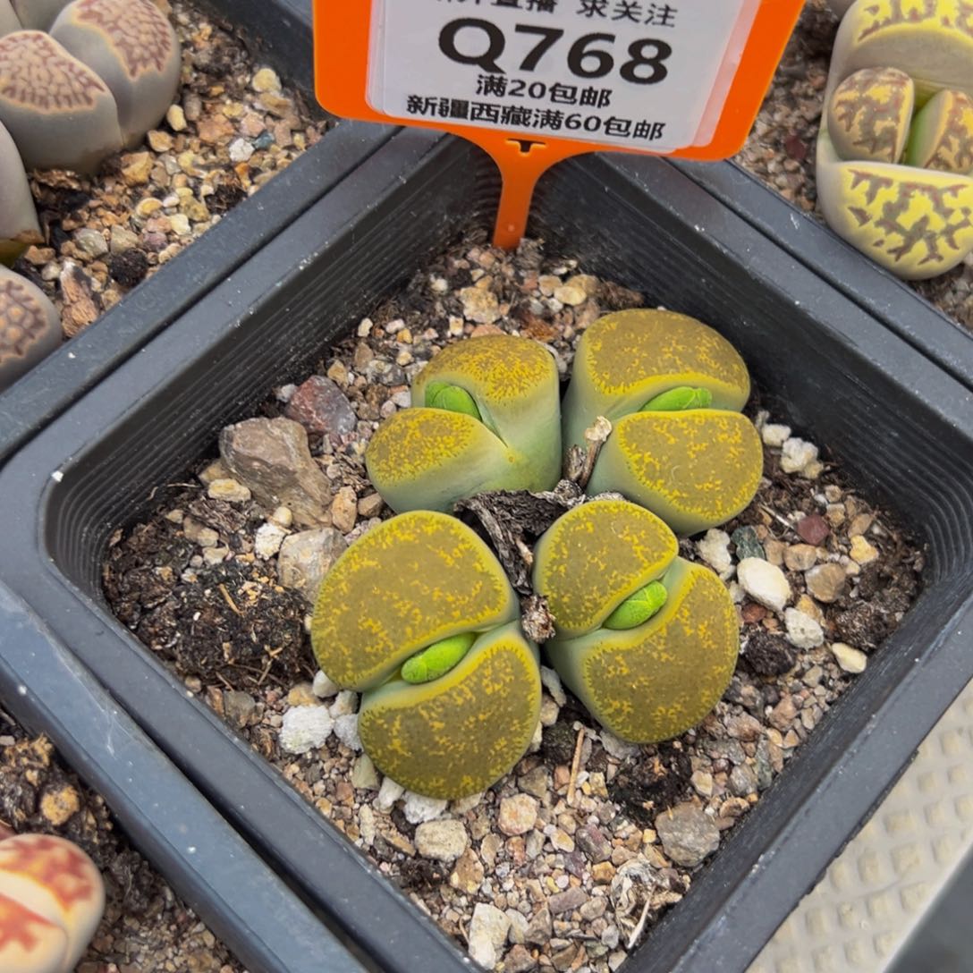 768 一物一拍，默认有伤，介意勿拍，不退不换