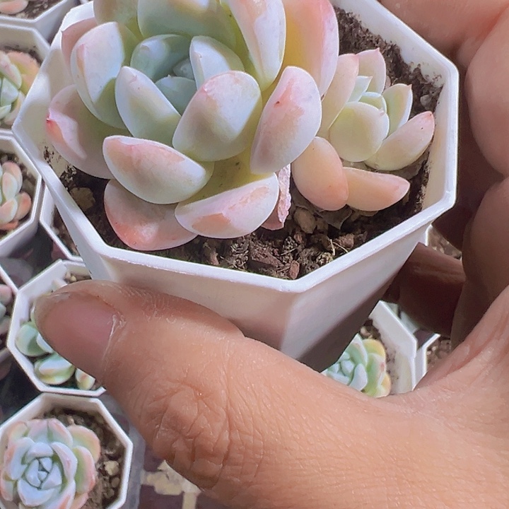 雨蝴蝶精品多肉植物大战